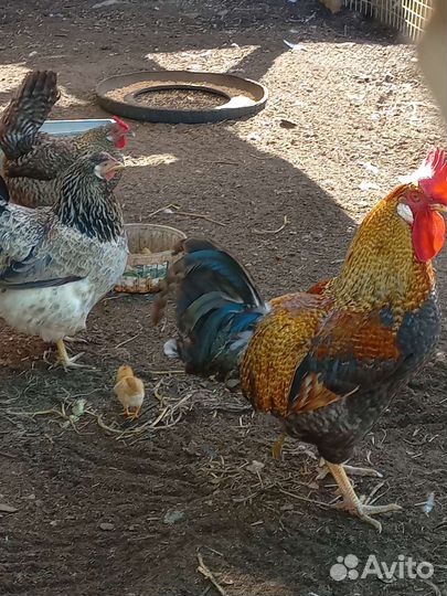 Куры петухи