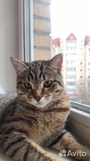 Котята отдам в добрые руки бесплатно