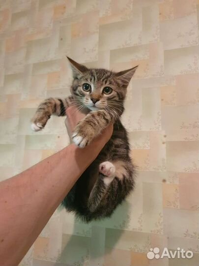 Котенок мальчик в добрые руки