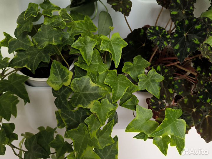 Плющ черенки