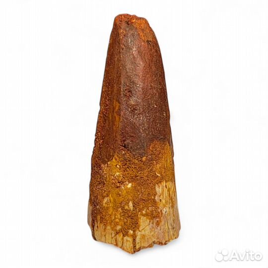 Зуб спинозавра, окаменелость