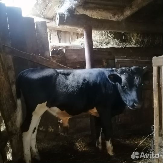 Продам бычков