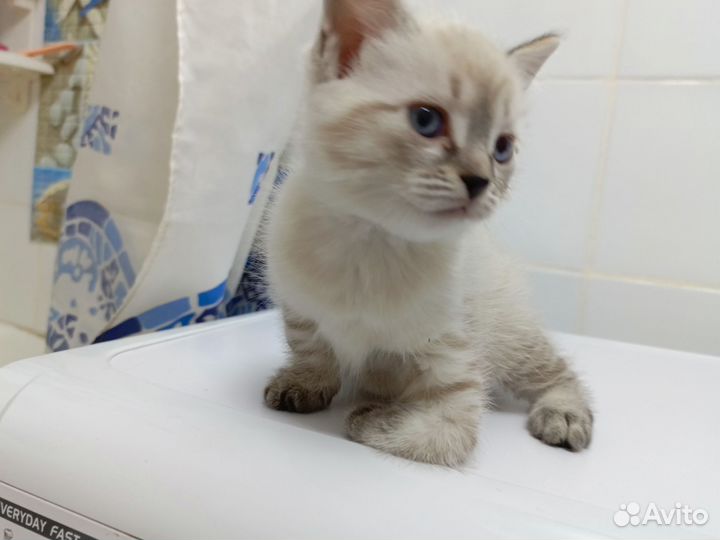 Котенок в добрые руки