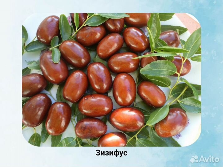 Зизифус (Унаби) Китайский Финик