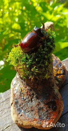 Жук носорог для интерьера