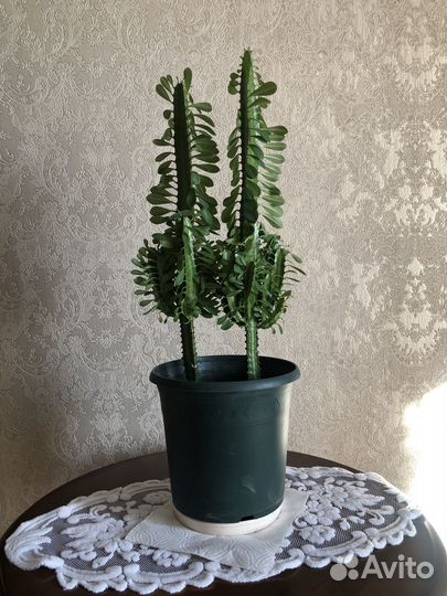 Комнатные домашние цветы город Санкт Петербург