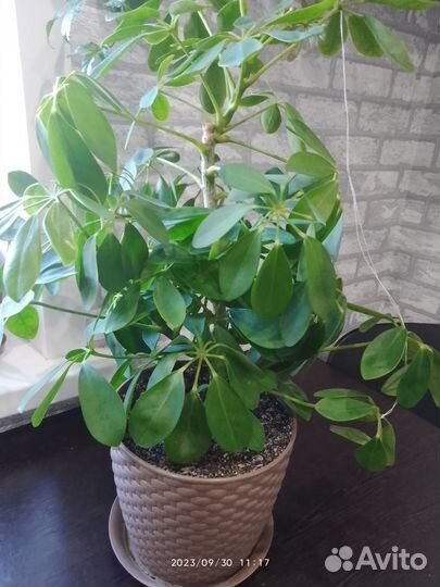 Комнатные цветы шефлера