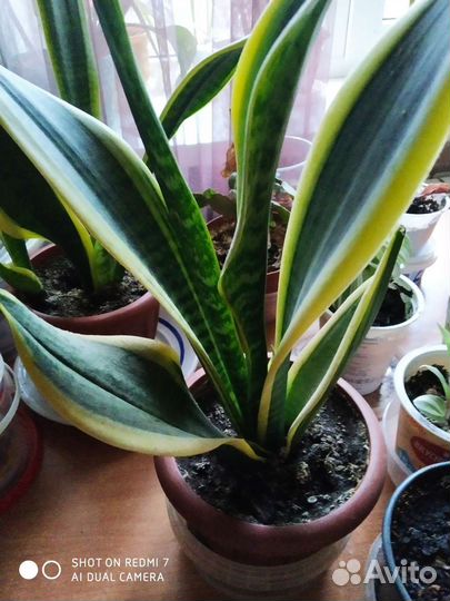 Комнатные растения