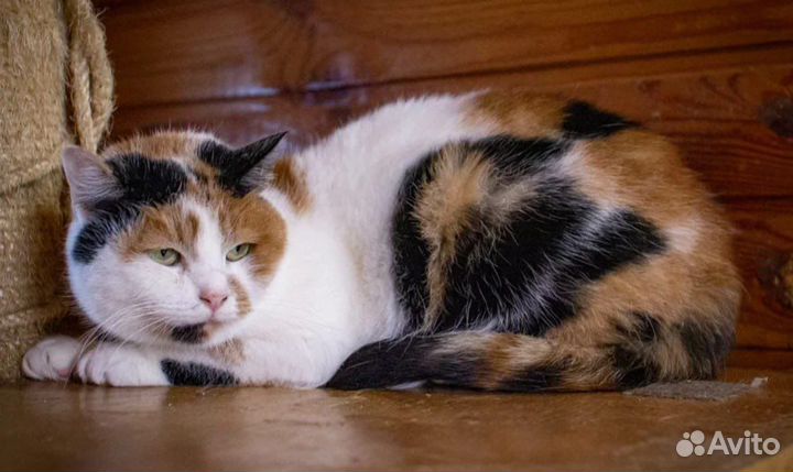 Кошка бесплатно