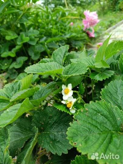 Усики клубники