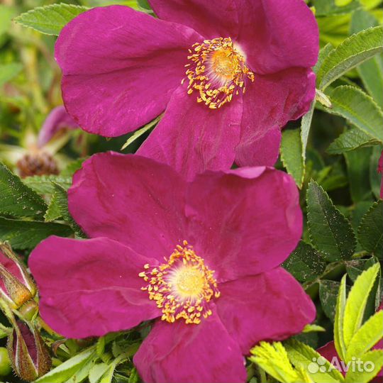 Почвопокровные розы