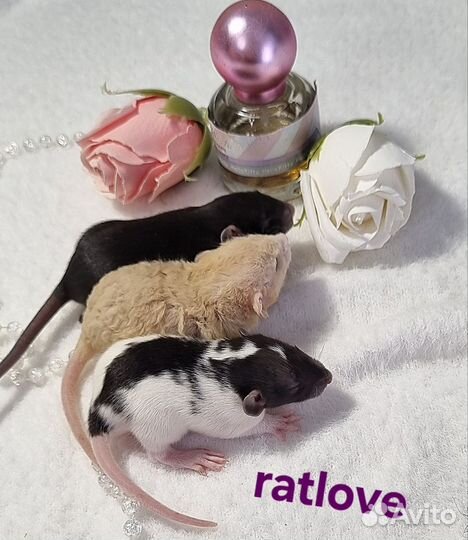 Крысята девочки питомник