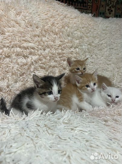 Котята в добрые руки