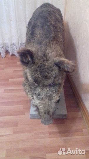 Продаю чучело дикого кабана