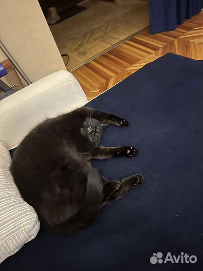 Кошка в дар