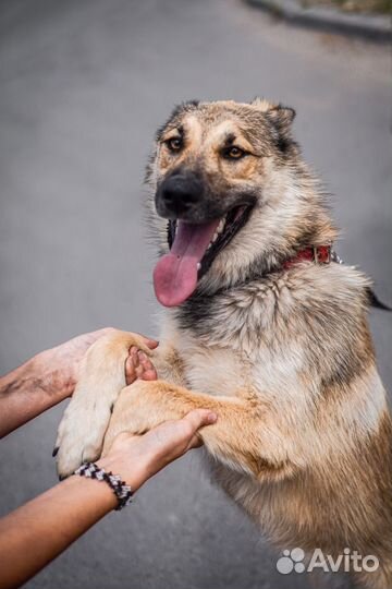 Собака для охраны