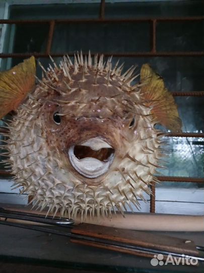 Рыба-шар, Коралл балянус