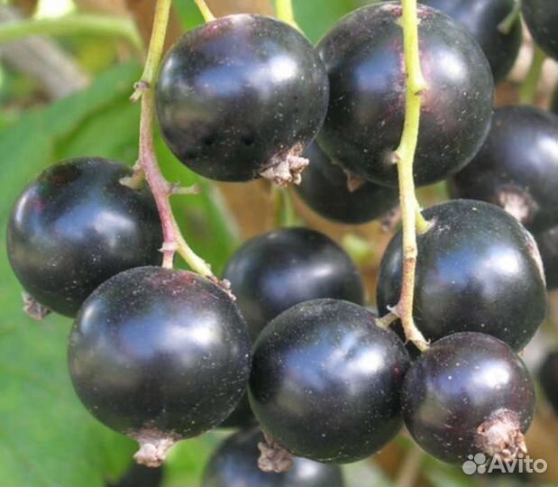 Саженцы черной смородины голубка