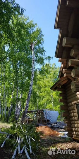 Спил удаление валка деревьев