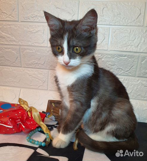 Котёнок в добрые руки