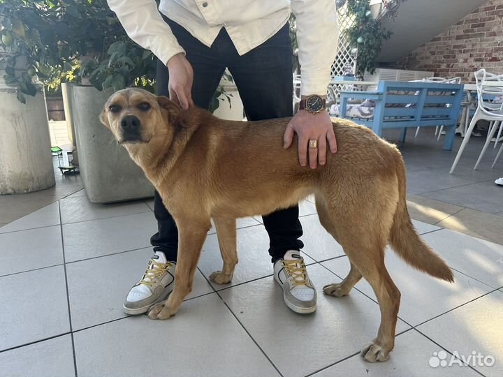 Добрейшая собака ищет дом, самка