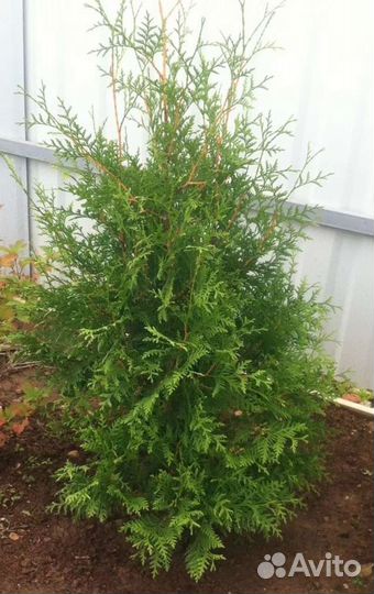 Туя брабант