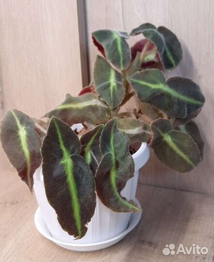 Бегония 2 сорта