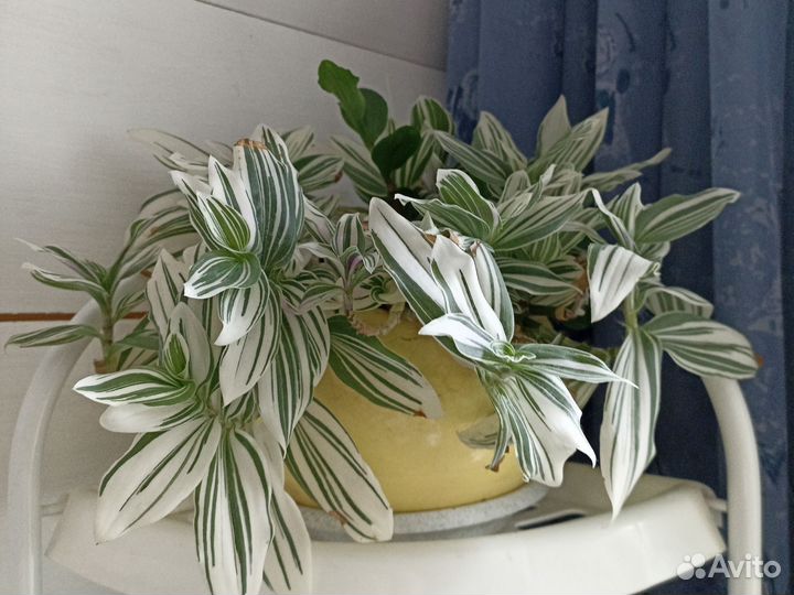 Традесканции