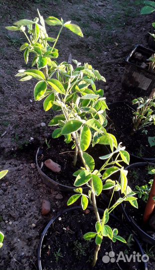 Бобовник альпийский