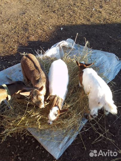 Продаются камерунские козочки