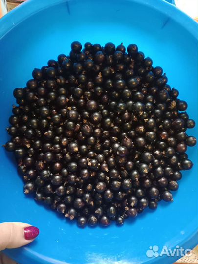 Черная смородина ягода