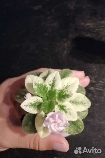 Сортовые фиалки мини