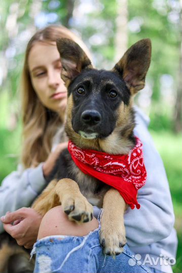 Щенок Джун ищет дом из приюта