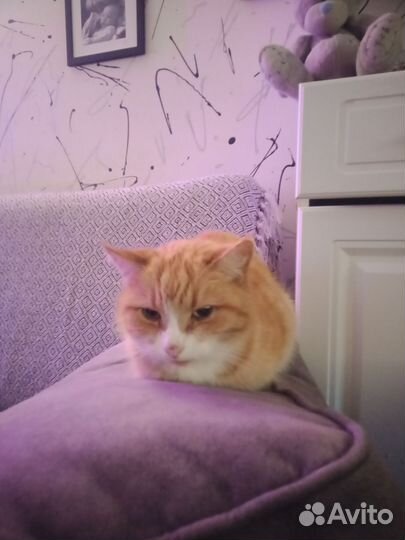 Кошка в дар