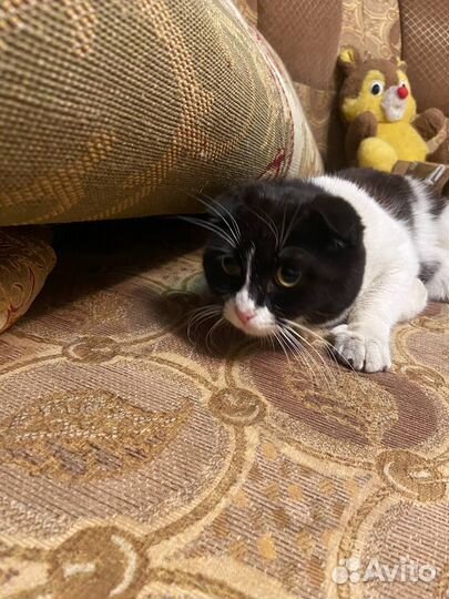 Котик в добрые руки