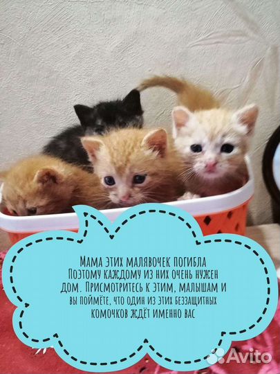 Котята бесплатно