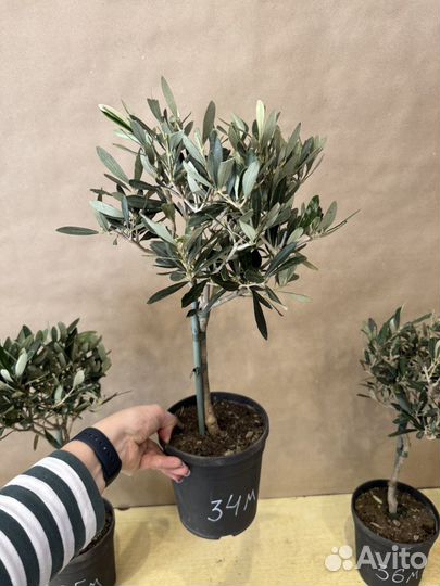 Оливковое дерево