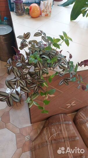 Традесканция в ассортименте