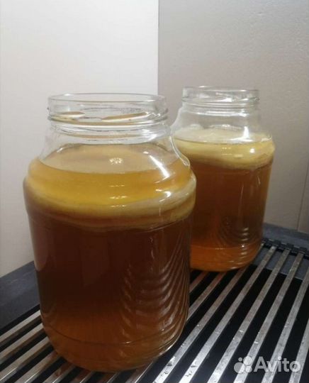 Чайный гриб, молочный, кефирный гриб