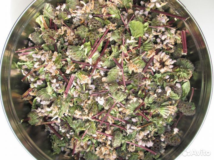 Зопник клубненосный