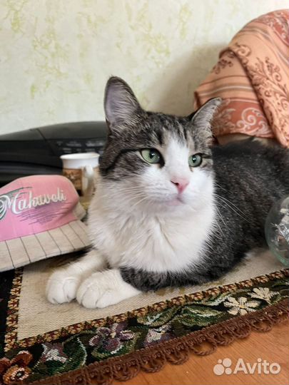 Кошка стерилизованная мышеловка