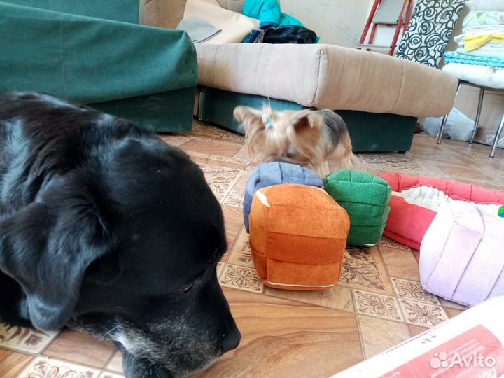 Нюхательный поисковый кубик-игрушка для собак