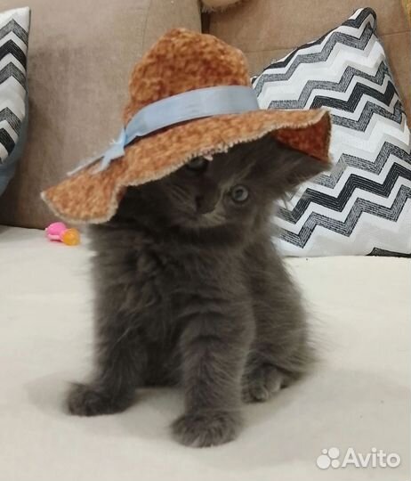 Кошка бесплатно