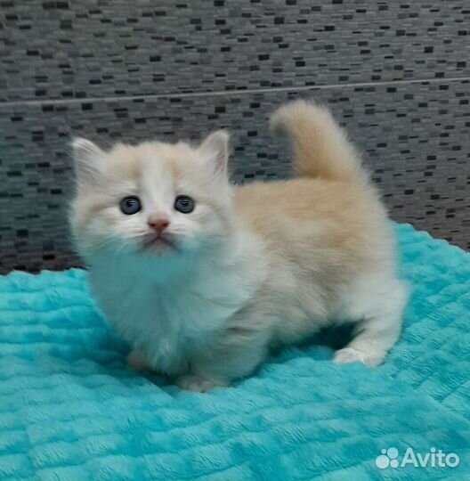 Чудо-котята манчкинята