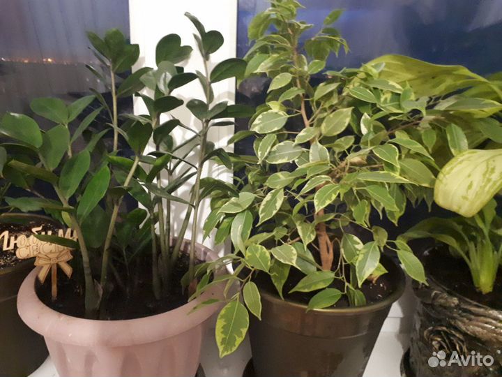 Домашние цветы