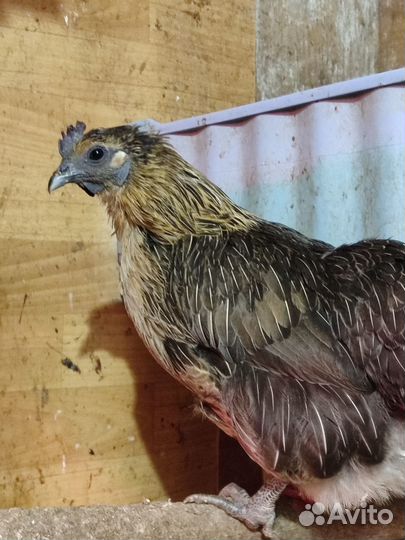 Инкубационное яйцо, цыплята под заказ