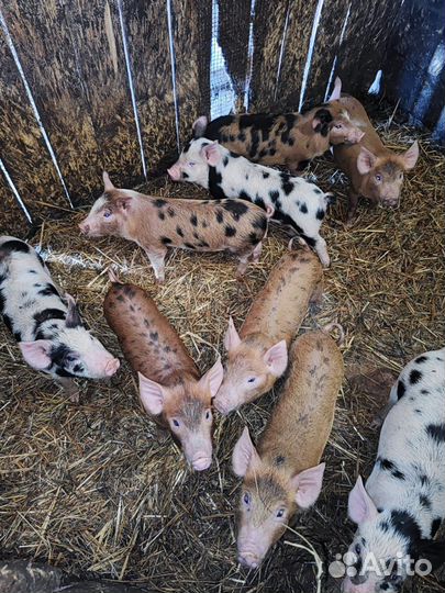 Поросята, мама дюрок-папа пьетрен