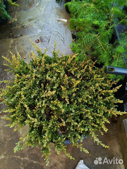 Можжевельники крупномеры