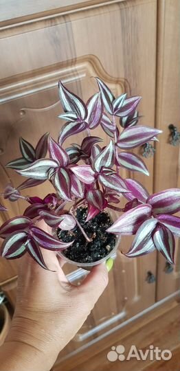 Традесканции нанук зебрина