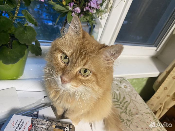 Кошечка Алиса